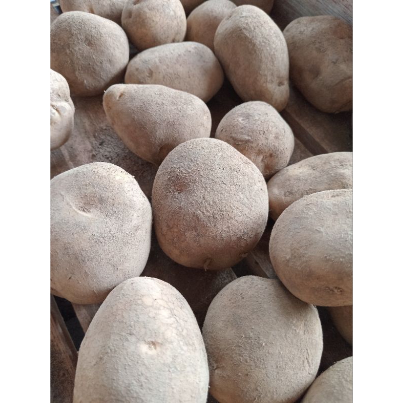 

Kentang Besar 1 kg