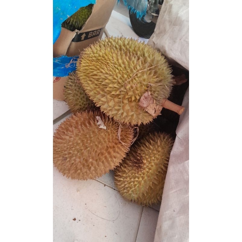 

DURIAN MATANG POHON