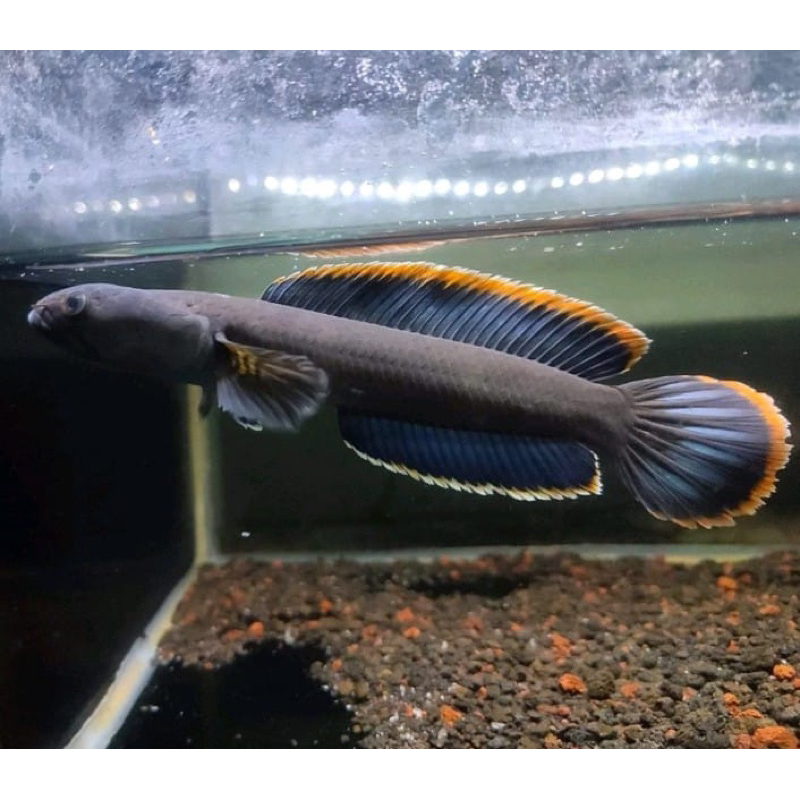 chana limbata wc lawu jumbo saja dize 15-17 rim tebal jos