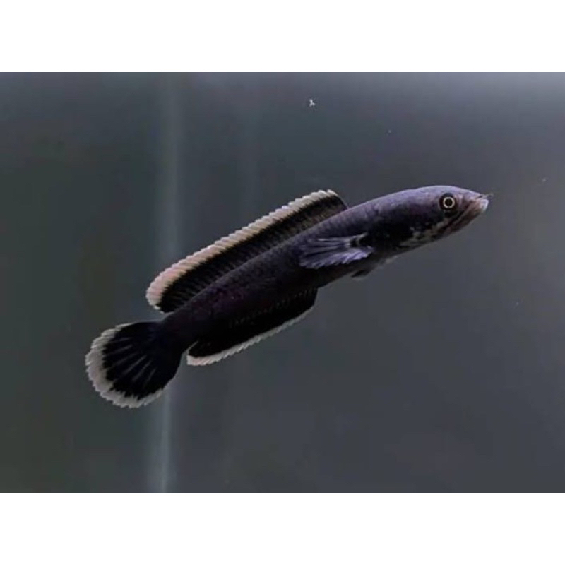 chana limbata lawu wc size 10-13 cm single