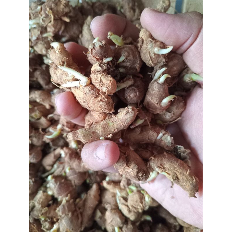 

Kencur 250 Gram