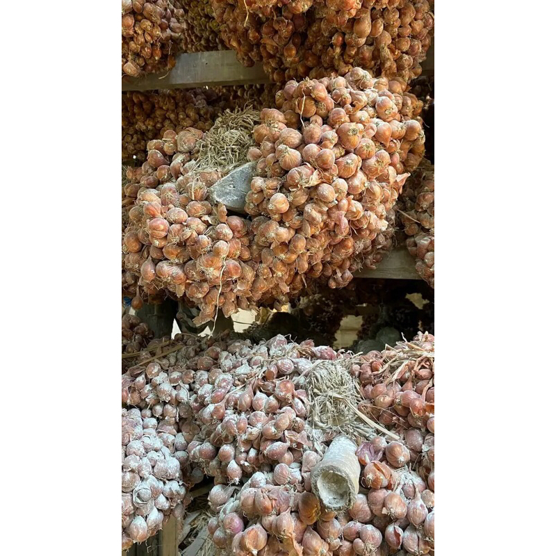 

bibit bawang merah siap tanam