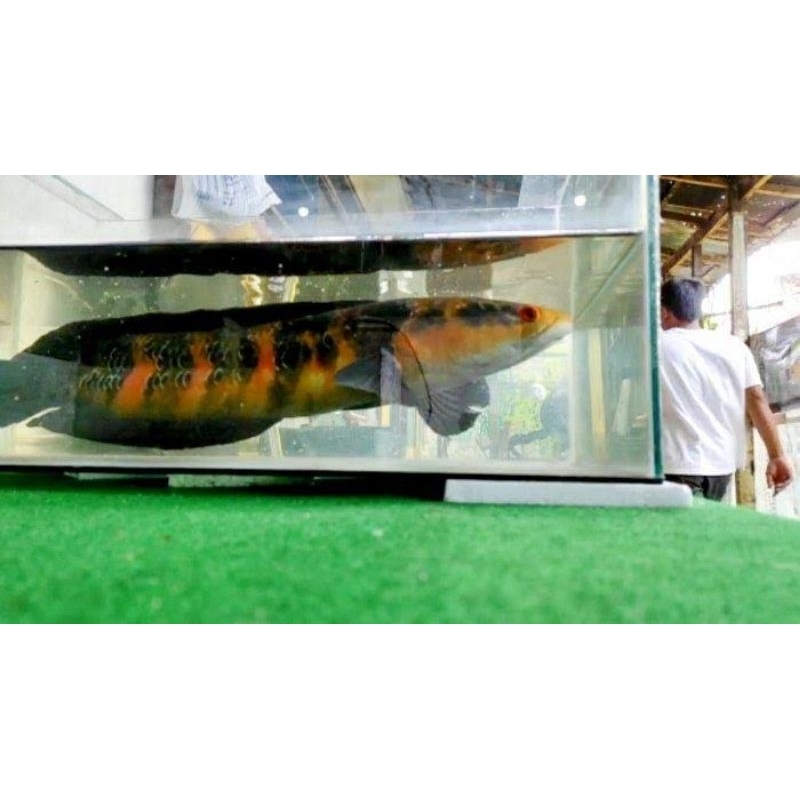 red barito grade A+ 8-10 cm