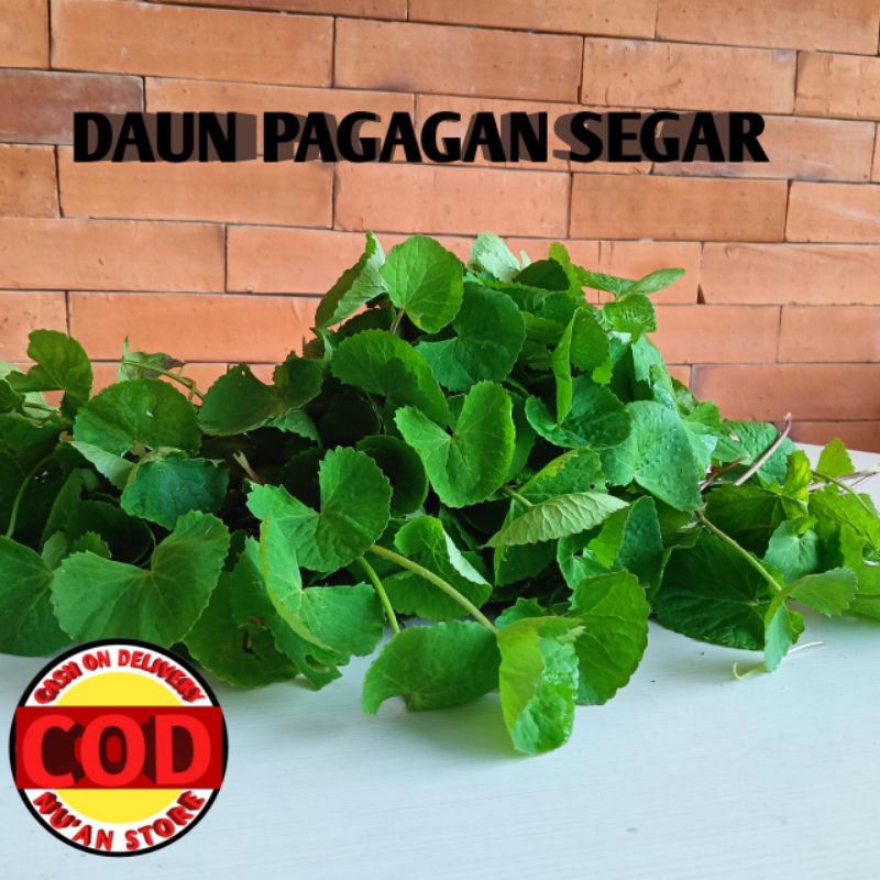 

DAUN PAGAGAN SEGAR Kemasan 500grm