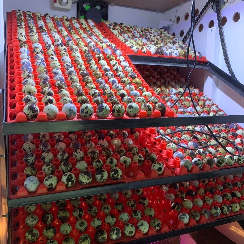 Tapuy Embrio Puyuh Umpan Galatama Lele