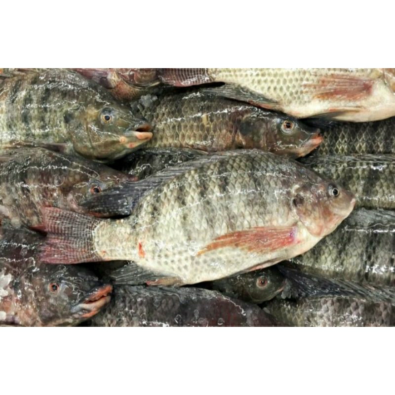 ikan mujair hidup 1kg