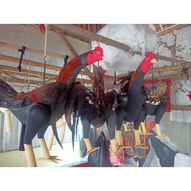 Boneka ayam Premium replika ayam untuk melatih ayam jago