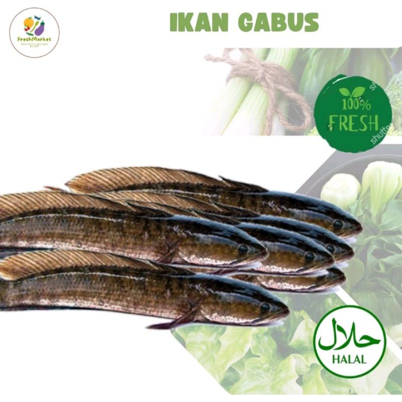 

INSTAN IKAN GABUS BISA UNTUK OBAT!!!