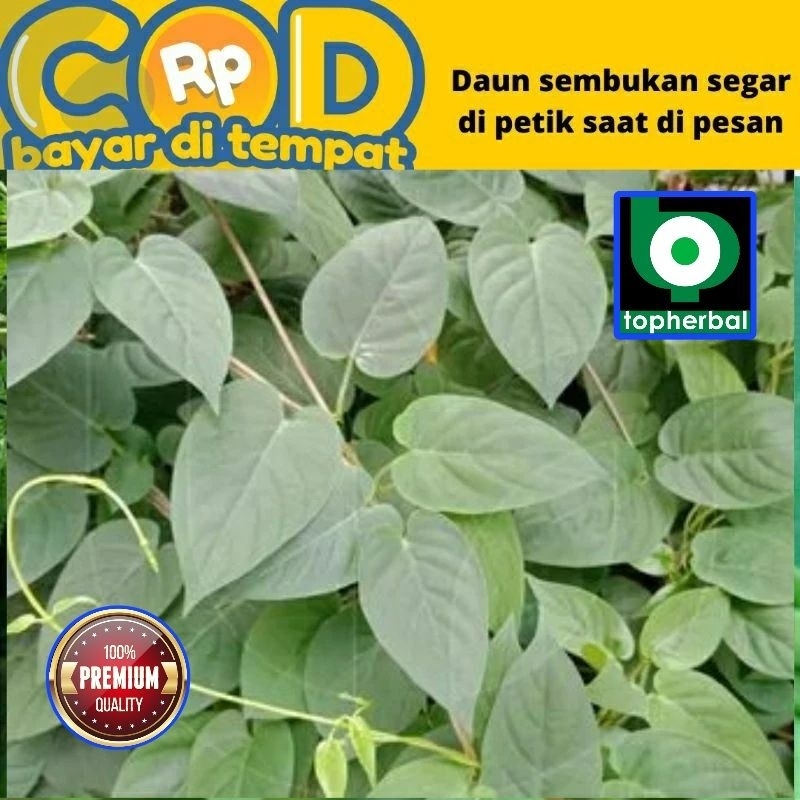 

Daun Sembukan Segar/Fresh 1 KG
