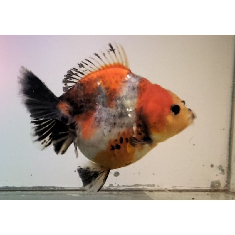 koki Oranda short tail