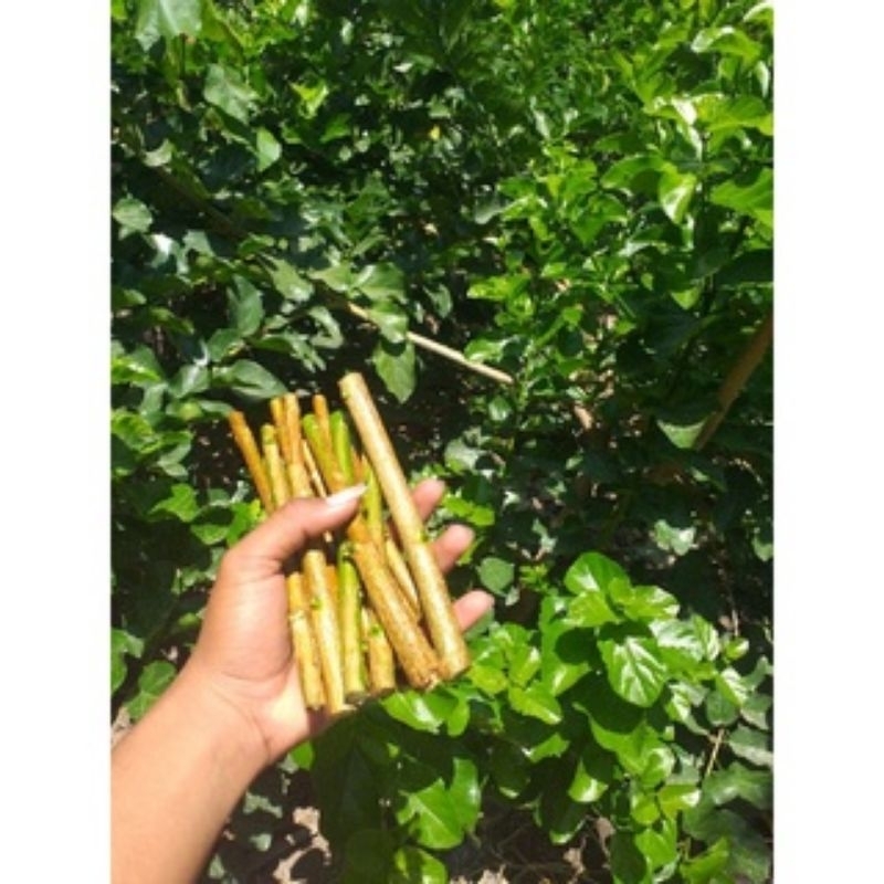 Stek Batang Sancang || Isi 15 Batang