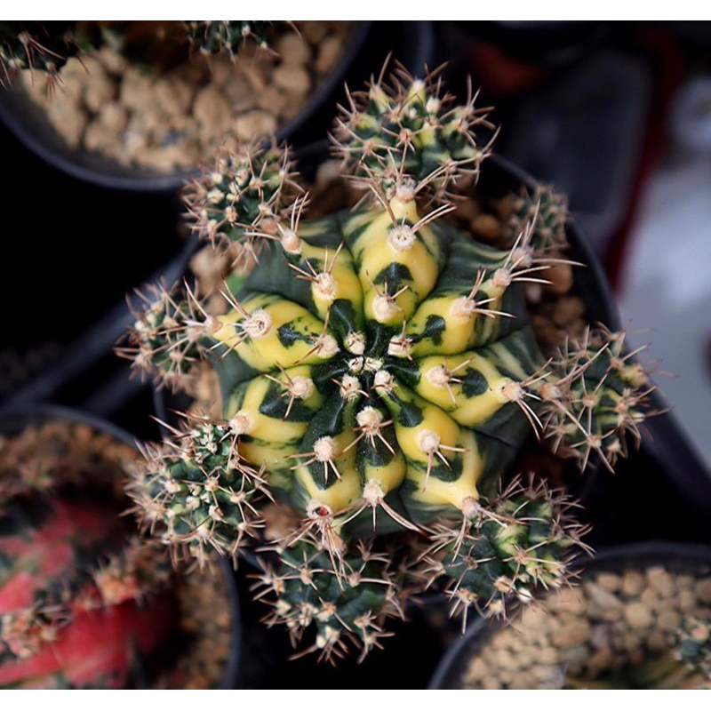 takacacti - kaktus Gymno miha hybrid variegata