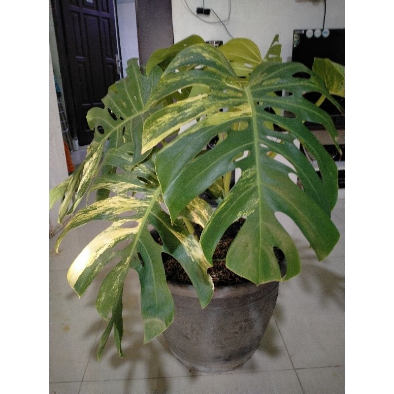 monstera marmorata