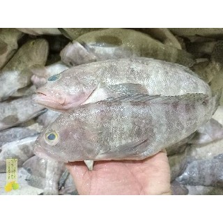 

Ikan Kerapu Segar Ikan Kerapu Kodok Ikana Kerapu 1Kg