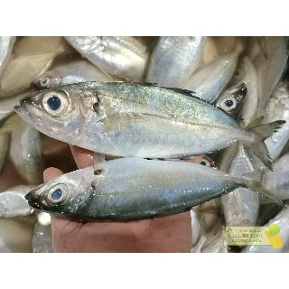 

Ikan Kembung Segar Ikan Kembung Mata Besar 1Kg