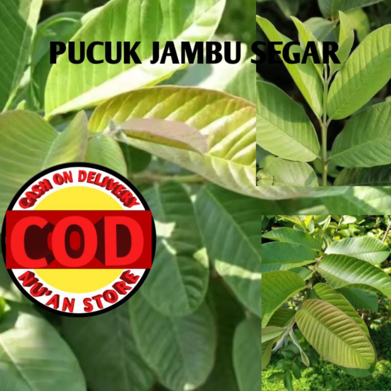 

PUCUK DAUN JAMBU SEGAR Kemasan 250grm