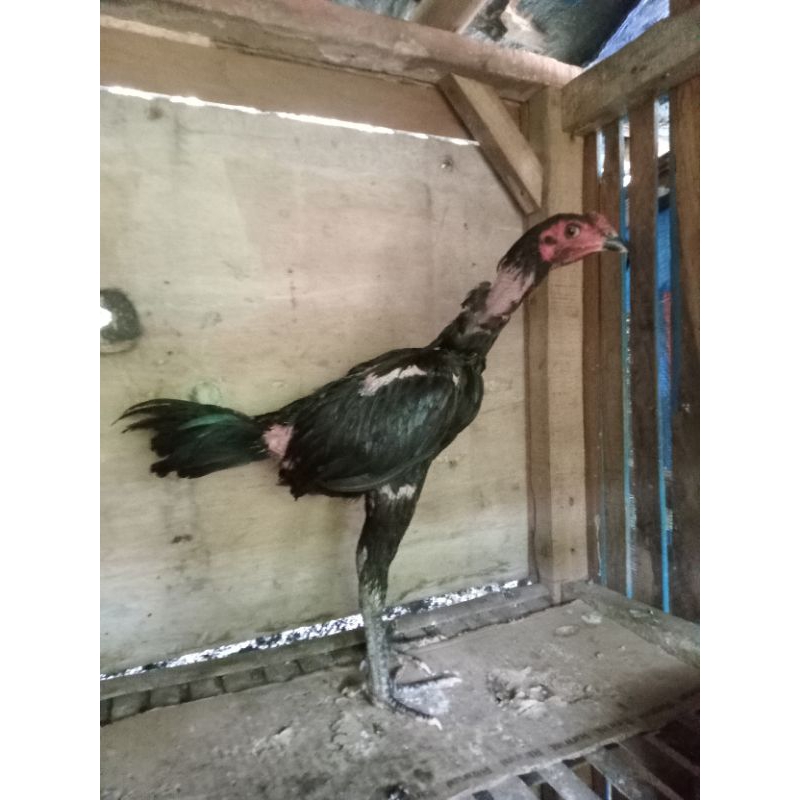 anakan ayam ganoi 🇻🇳x pakoy blackbull