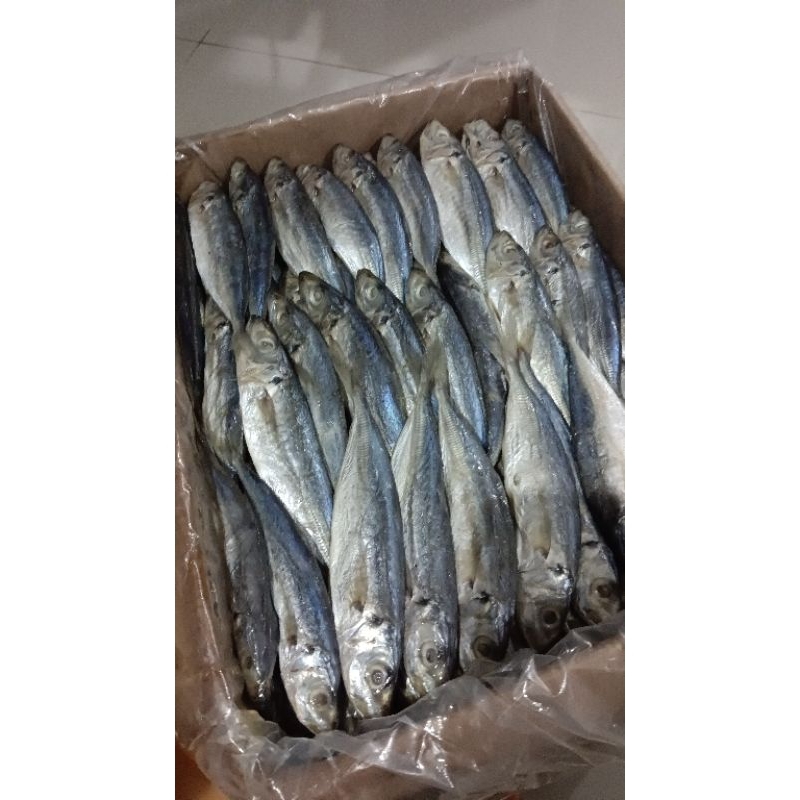 

ikan peda putih