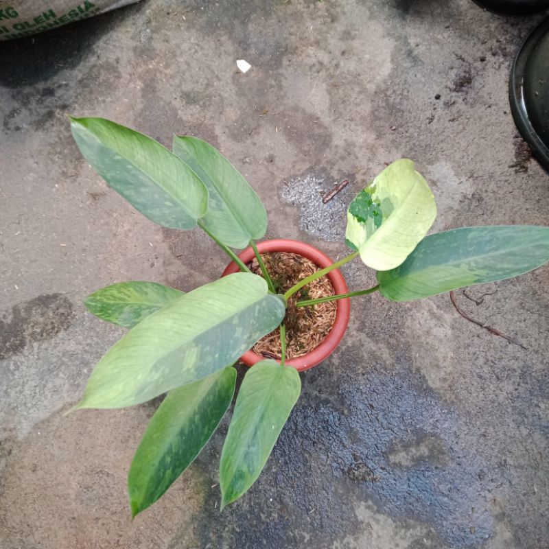 philodendron jose buono