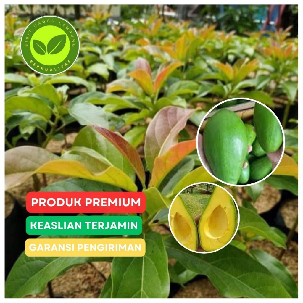 Bibit alpukat siger sibatu unggul tanaman okulasi samcuk cepat berbuah