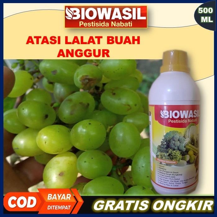 Murah BIOWASIL Pestisida Nabati 500 Ml Paling Ampuh Pupuk Pengendali Hama Lalat Buah Tanaman Anggur 