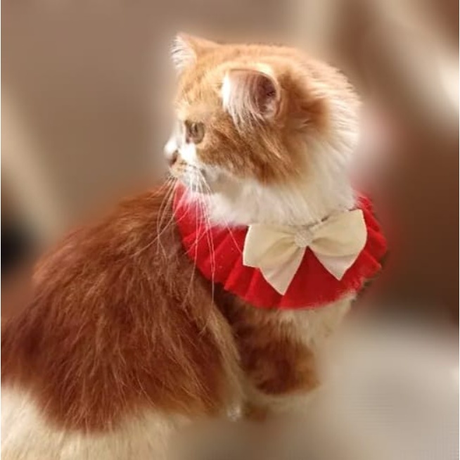 Kalung Kucing Collar Kucing Kalung Kucing Cantik Kalung Pita Renda Kucing Hewan Anabul Aksesoris Hewan