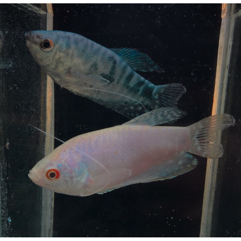 Ikan hias sepat (Biru/Putih)