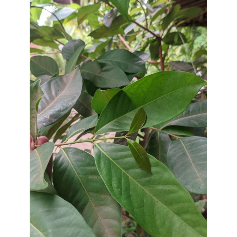 

Daun Salam 3 lembar