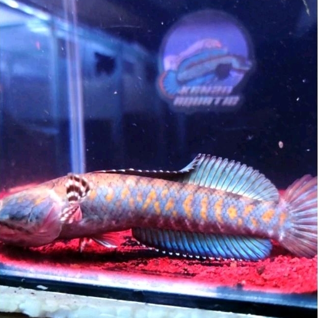 Blue Pulcra Size  18-20  cm spek display