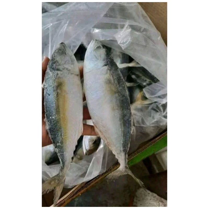 

ikan kembung 1kg isi 6-8 || ikan kembung Banjar 1kg || ikan kembung Frozen fresh 1kg || ikan kembung || kembung Banjar || ikan kembung 1kg