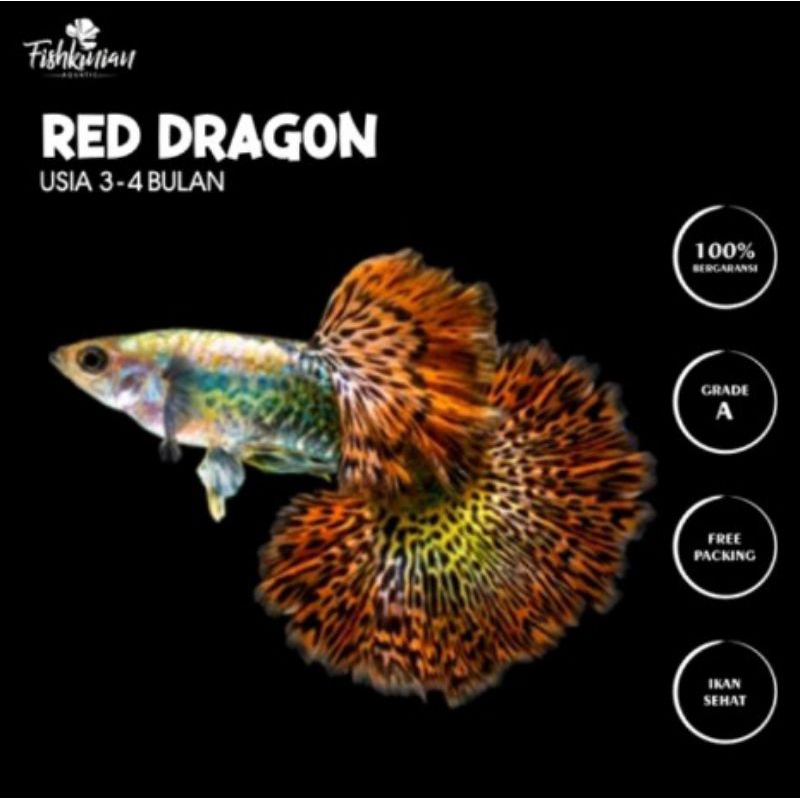 

packing seterofom (Guppy red dragon)