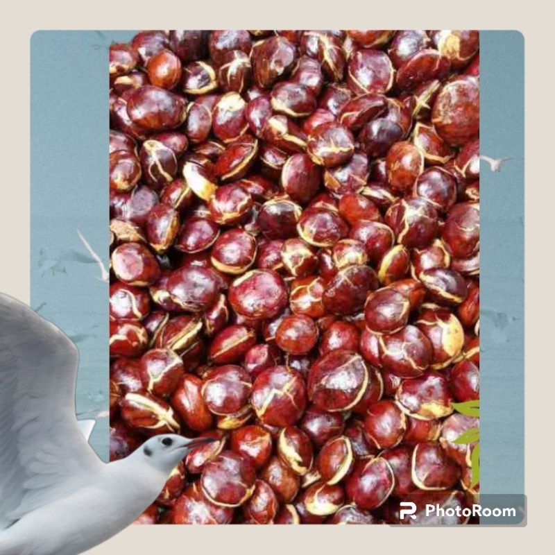 

jengkol tua mentah 1kg