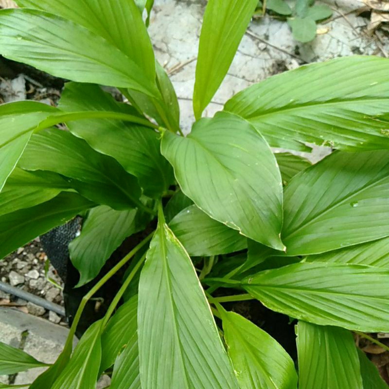 

Daun Kunyit / Koneng / Kunir petik segar