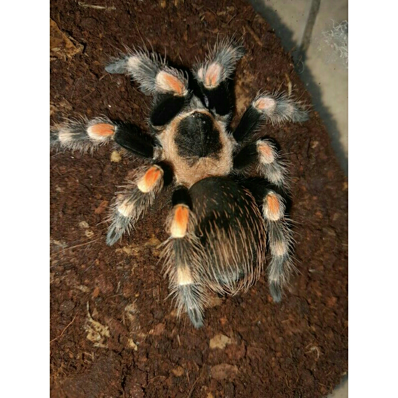DISPLAY TARANTULA BRACHYPELMA HAMORII BISA BERJALAN