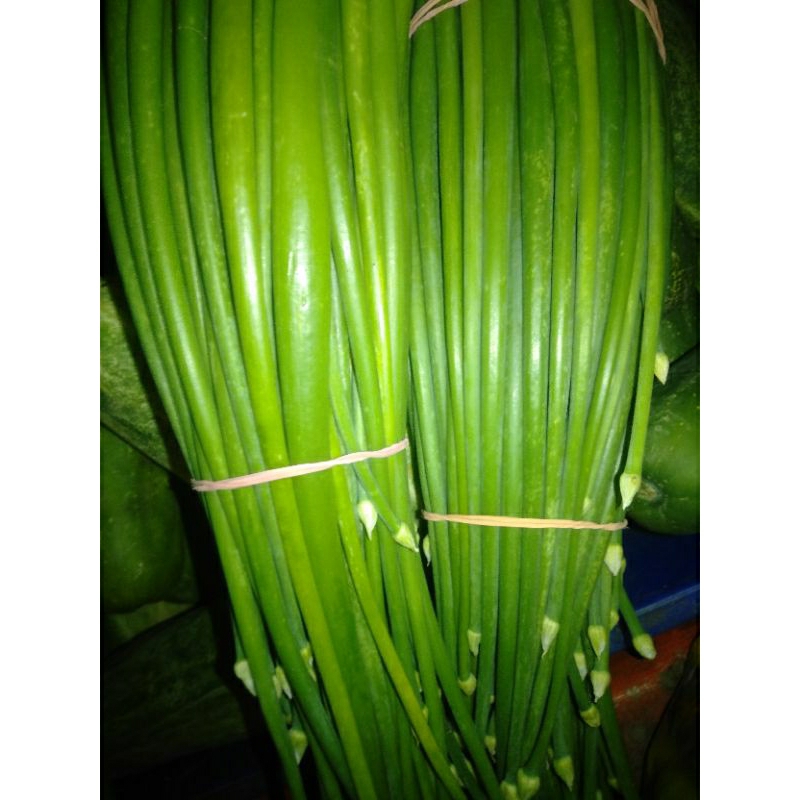 

DAUN BAWANG BELALU BELALO segar