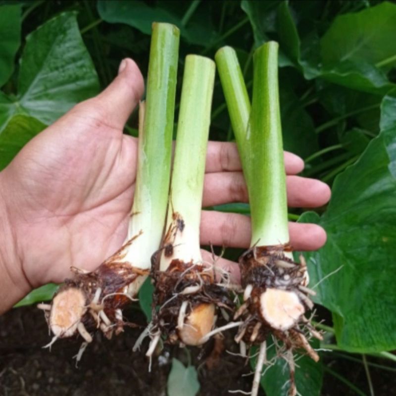 bibit talas beneng / tanaman talas beneng, harga 2 bibit.