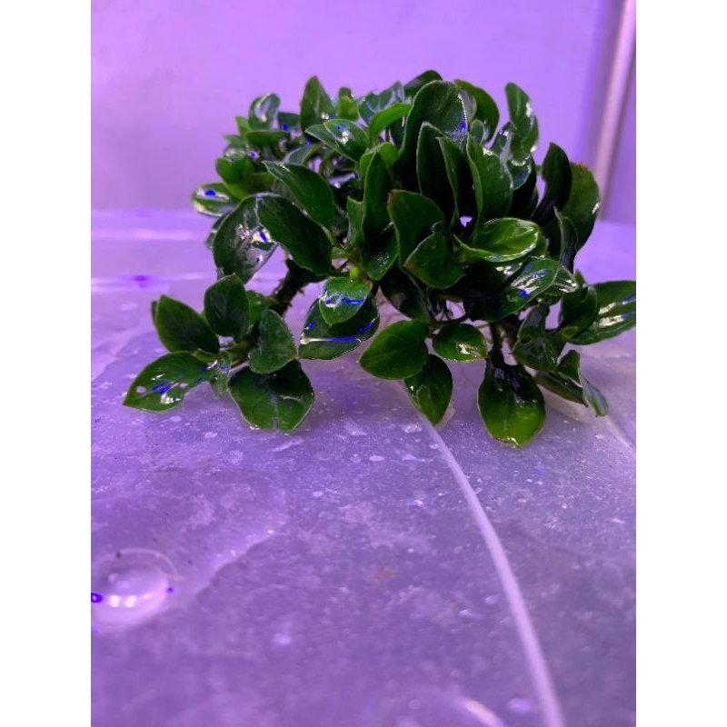 Anubias Petit clump||Tanaman aquascape