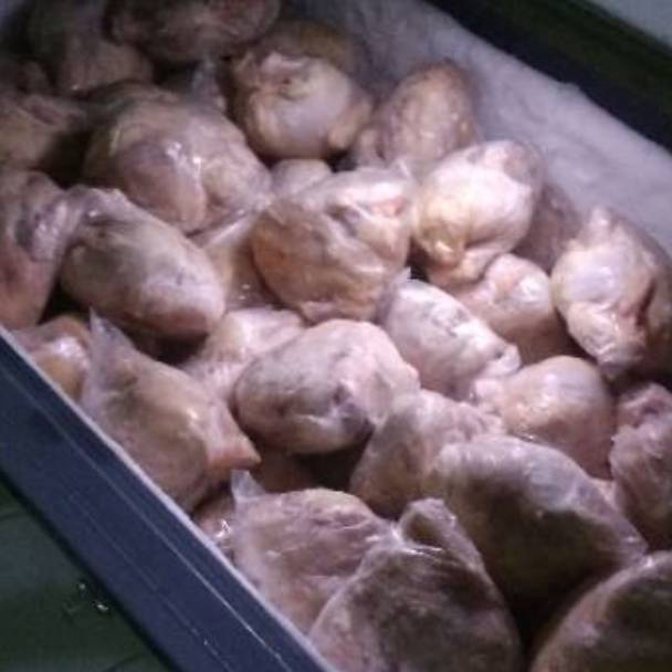 

MURAH LEBAY Ayam Broiler karkas frozen segar 5 gr sd 1 gr