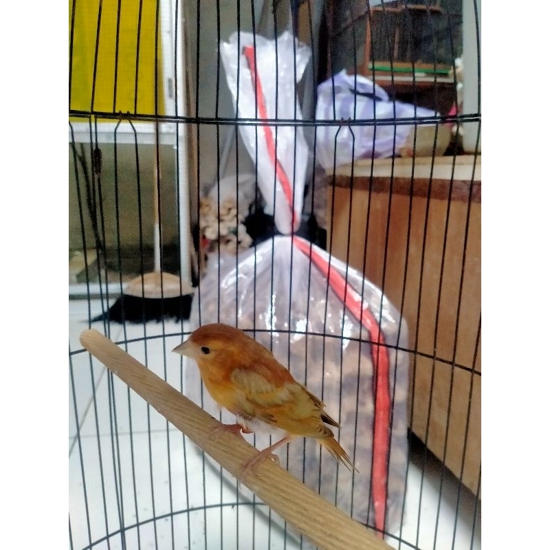 Redsiskin doubledilute