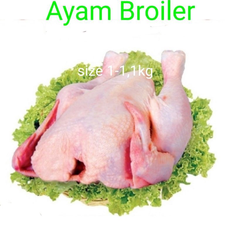 

FREE ONGKIR Ayam broiler 5gr13gr