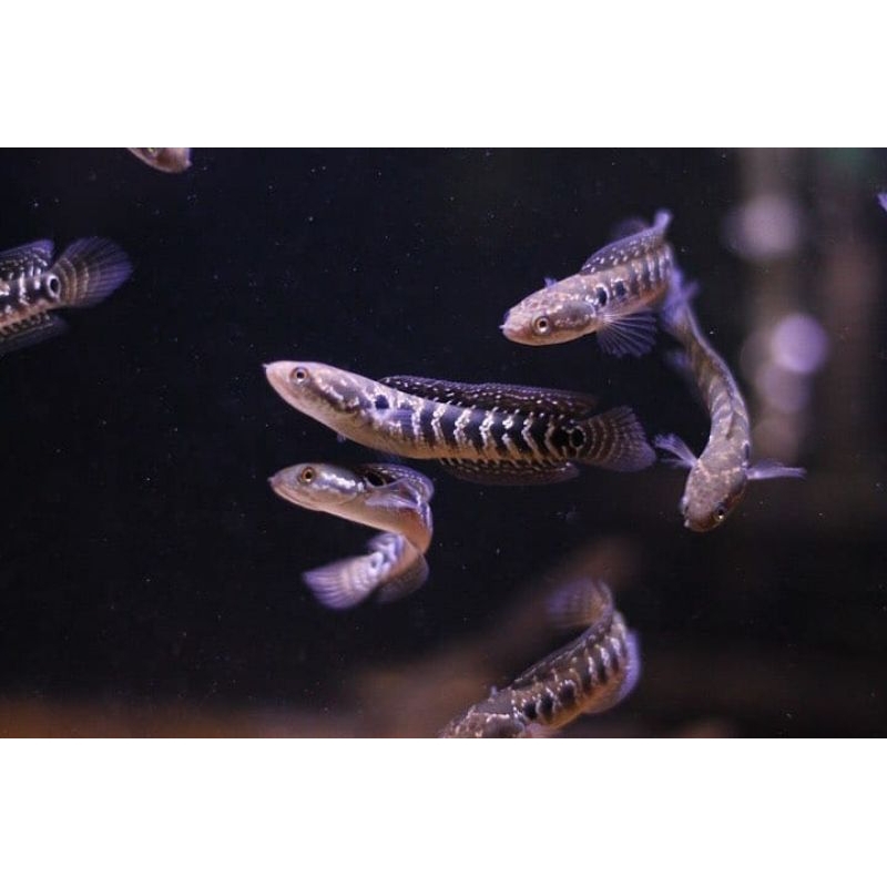 Channa Asiatica White Spot Full Mutiara Free Sticker Garansi 100%,Gratis Ongkir,Ikan Channa Asiatica