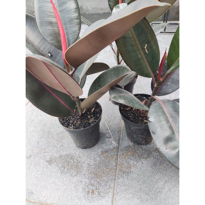 Ficus Elastica Burgundy S
