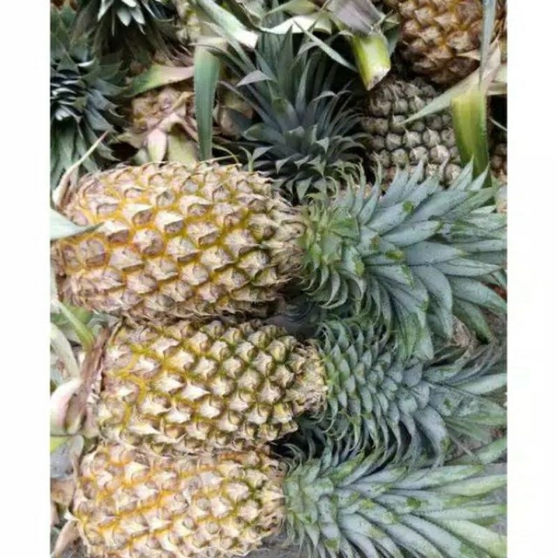 

buah nanas muda