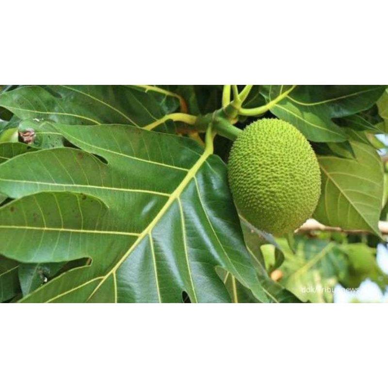 

Daun Sukun Segar Terbaik Untuk Ginjal 500 gram