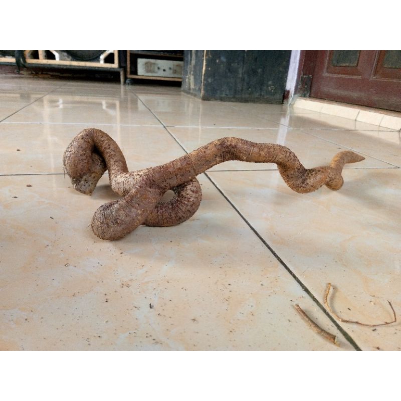 akar kayu aquascape berkarakter