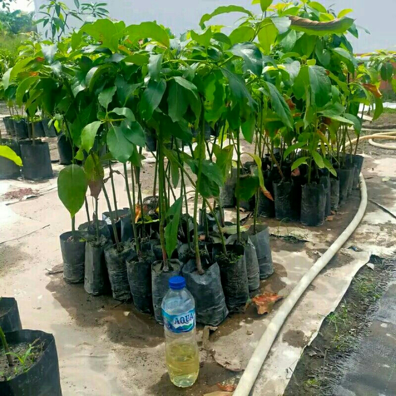 Bibit buah Alpukat Cangkok