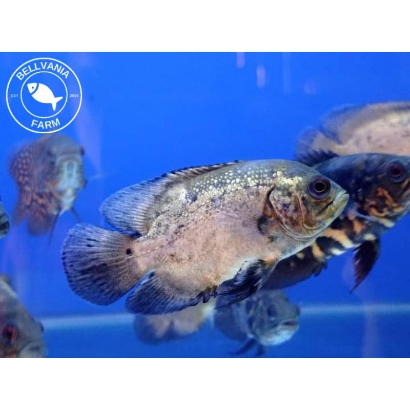 hiasan Oscar tembaga