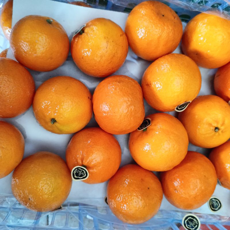 

Jeruk Wonkam. Jeruk import manis non biji