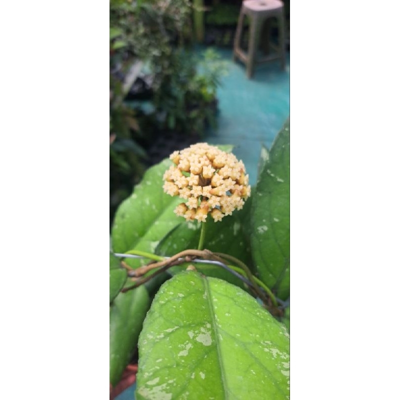 hoya sp aceh