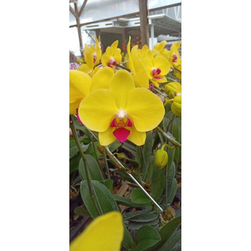 anggrek bulan premium